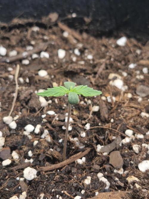 Moonstone. Week 1 - BB #1 | 16.04.26