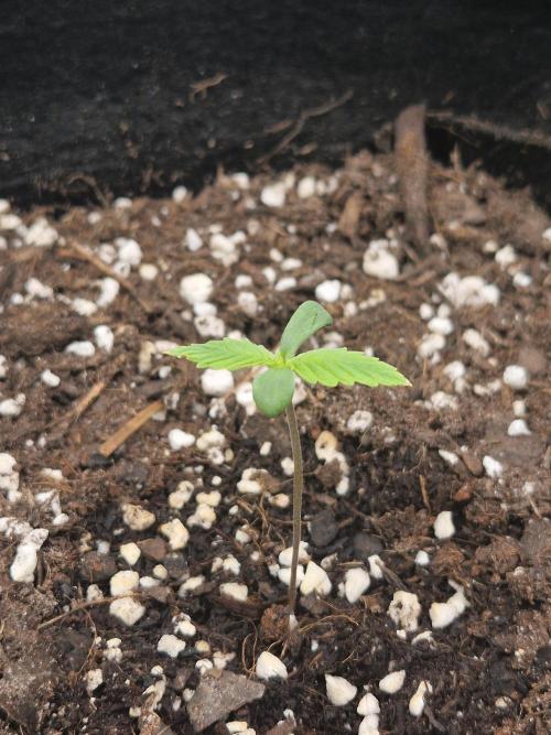 Moonstone. Week 1 - BB #2