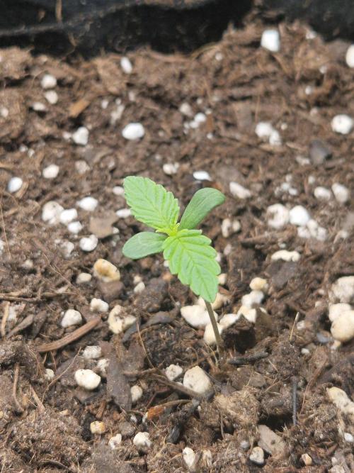 Moonstone. Week 1 - BB #3