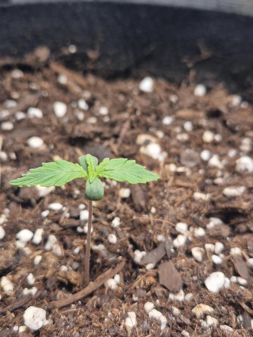 Moonstone. Week 1 - BB #1 | 17.04.26