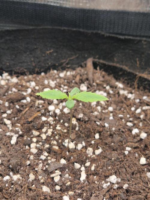 Moonstone. Week 1 - BB #2