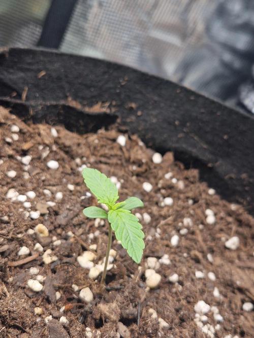 Moonstone. Week 1 - BB #3