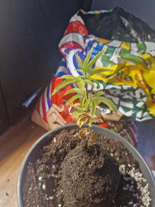 Parentless and (not) sick (anymore). Week 8 - 20.04.26