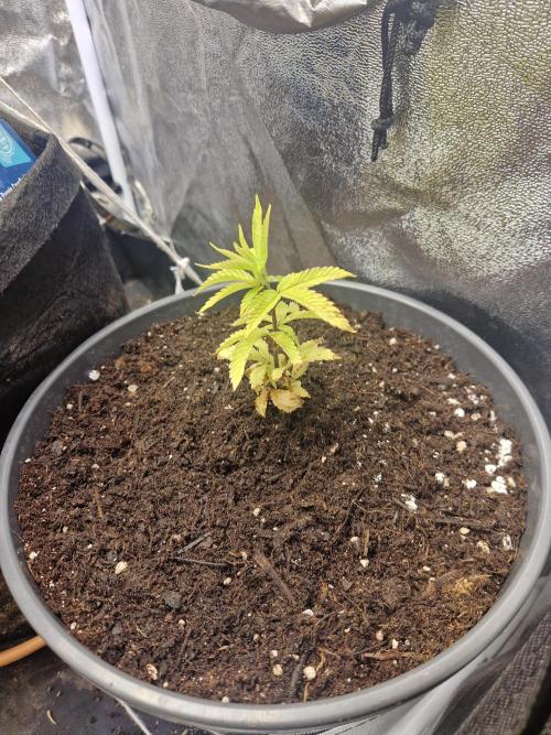 Parentless and (not) sick (anymore). Week 8 - 20.04.26