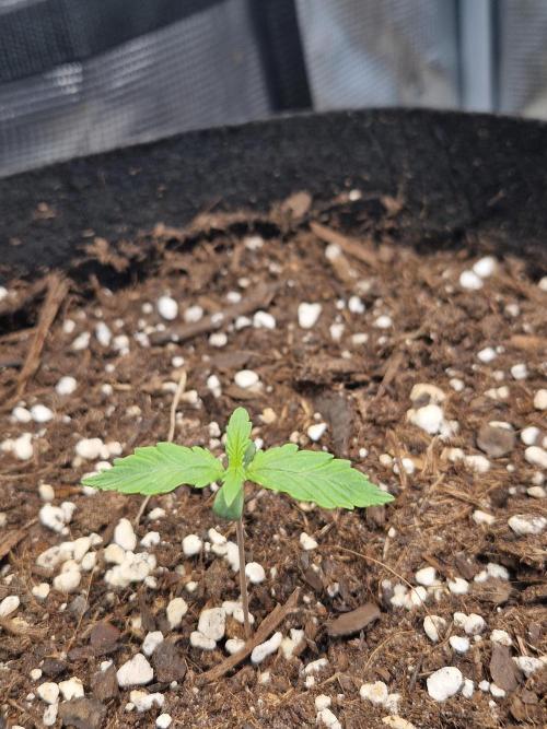 Moonstone. Week 1 - BB#1 | 20.04.26