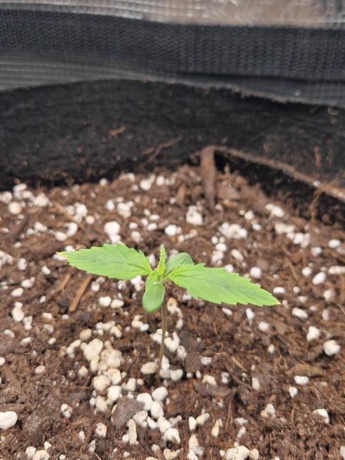 Moonstone. Week 1 - BB#2