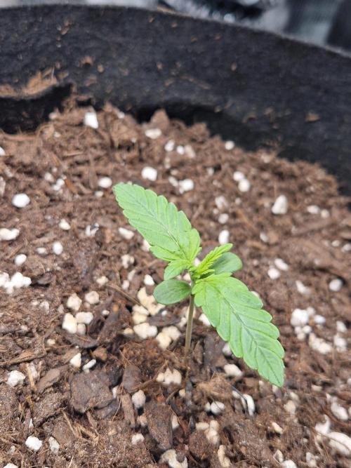 Moonstone. Week 1 - BB#3