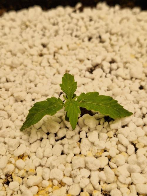 Moonstone. Week 1 - BB #1 21.04.26