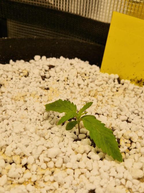 Moonstone. Week 1 - BB #2