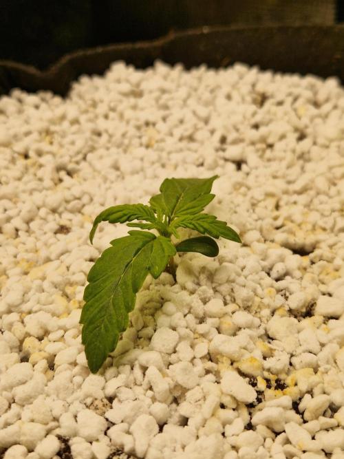 Moonstone. Week 1 - BB #3