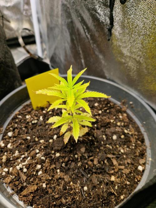 Parentless and (not) sick (anymore). Week 8 - 21.04.26 | Day 2