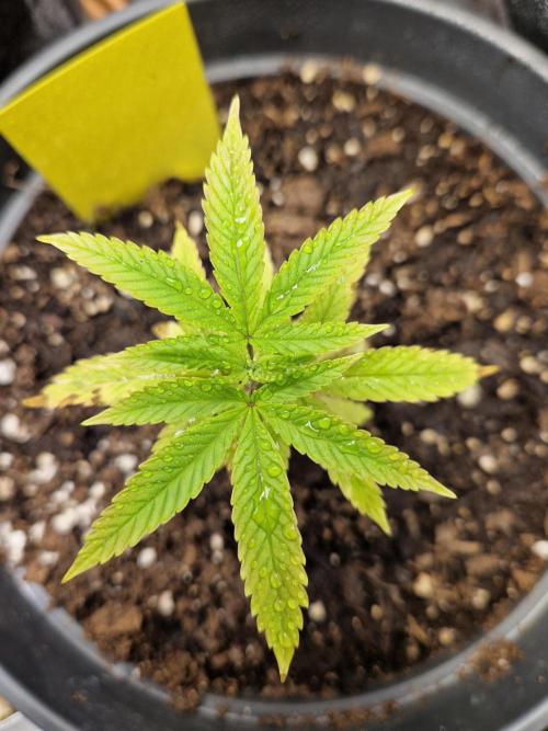 Parentless and (not) sick (anymore). Week 8 - 22.04.26 | Top view | Day 3