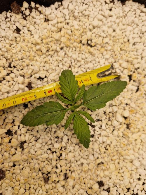 Moonstone. Week 1 - BB #1 | 22.04.26