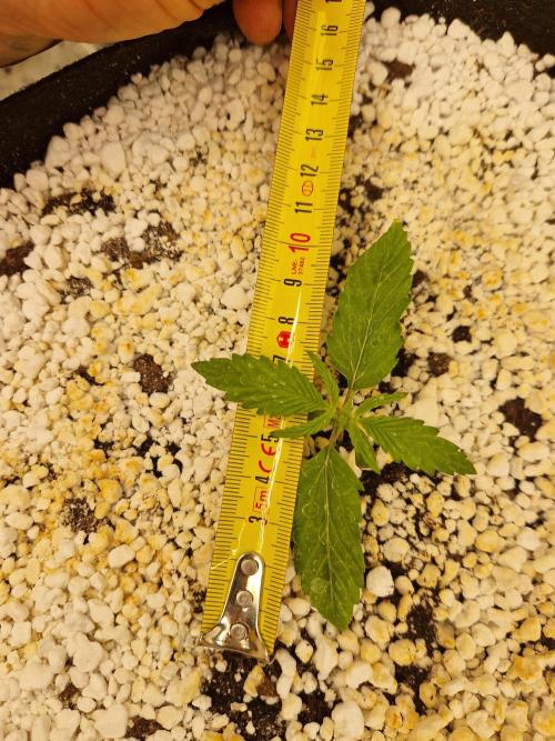 Moonstone. Week 1 - BB #2
