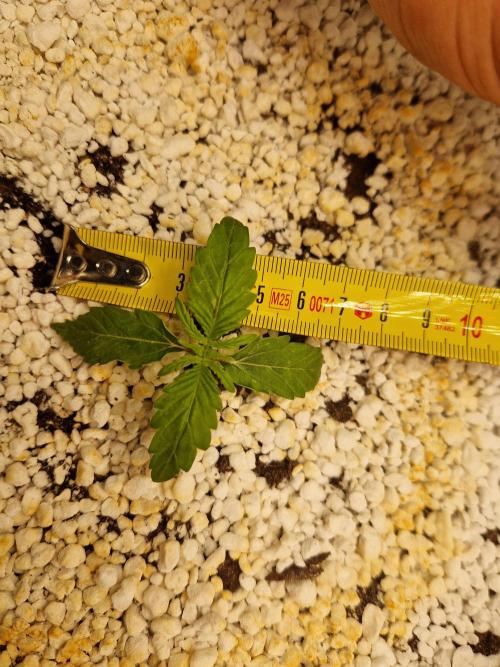 Moonstone. Week 1 - BB #3