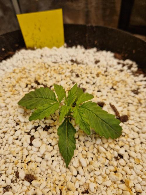 Moonstone. Week 2 - 24.04.26 | Day 14 | BB#1
