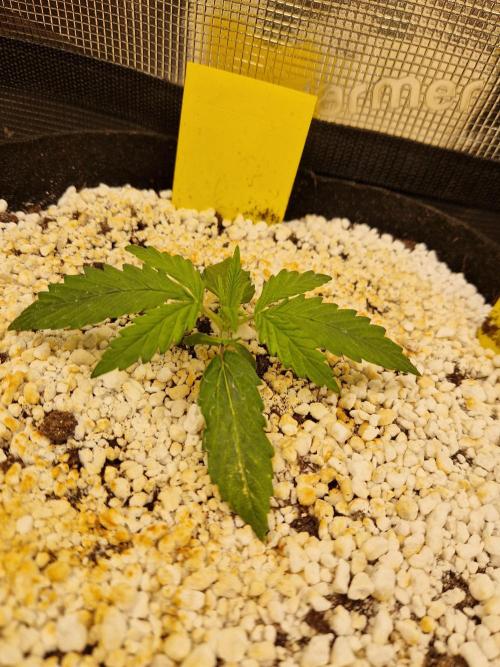 Moonstone. Week 2 - BB#2