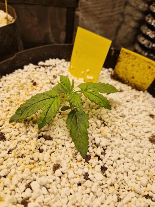 Moonstone. Week 2 - BB#3