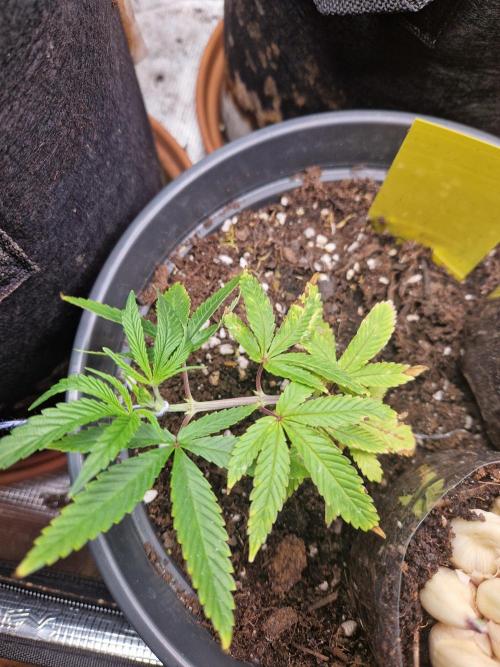 Parentless and (not) sick (anymore). Week 8 - 24.04.26 | Day 5