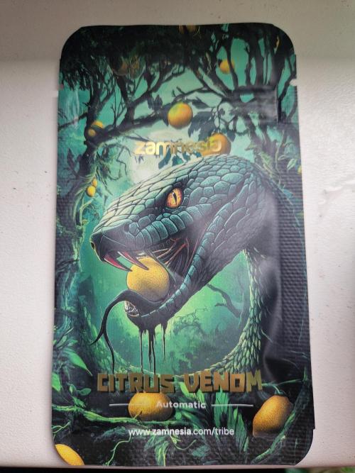 Citrus Venom (Zamnesia Tribe Exclusive). Week 0