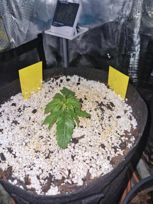 Moonstone. Week 2 - 25.04.26 | Day 15 | BB1