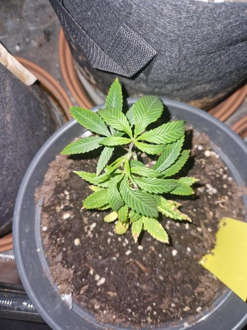 Parentless and (not) sick (anymore). Week 8 - 25.03.26 | Day 6