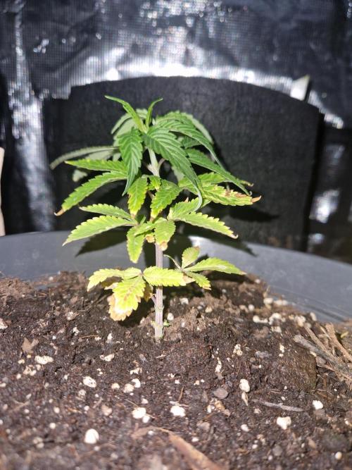 Parentless and (not) sick (anymore). Week 8