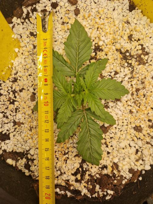 Moonstone. Week 2 - 26.04.26 | Day16 | BB#1
