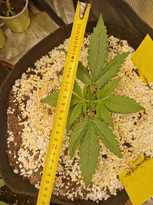 Moonstone. Week 2 - BB#2