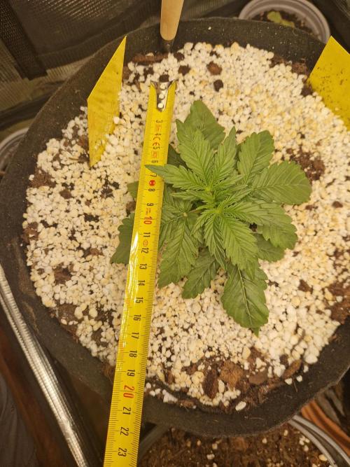 Moonstone. Week 2 - 28.04.26 | Day 18 | BB#1