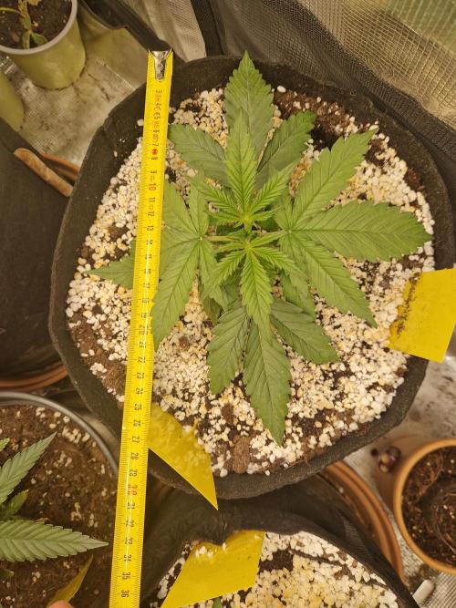Moonstone. Week 2 - BB#2