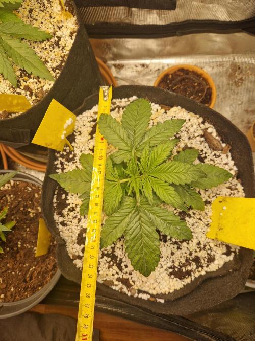 Moonstone. Week 2 - BB#3