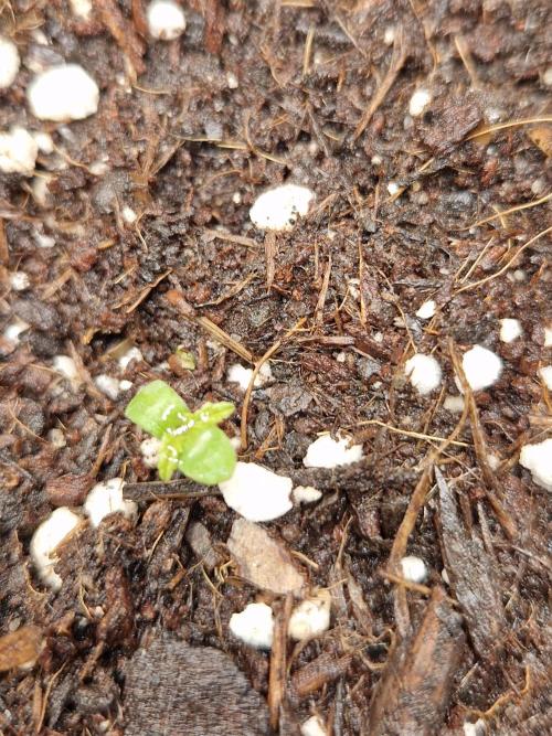 Citrus Venom (Zamnesia Tribe Exclusive). Week 1 - 29.04.26 | Day 3 