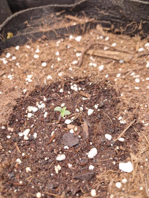 Citrus Venom (Zamnesia Tribe Exclusive). Week 1 - 29.04.26 (evening) | Day 3