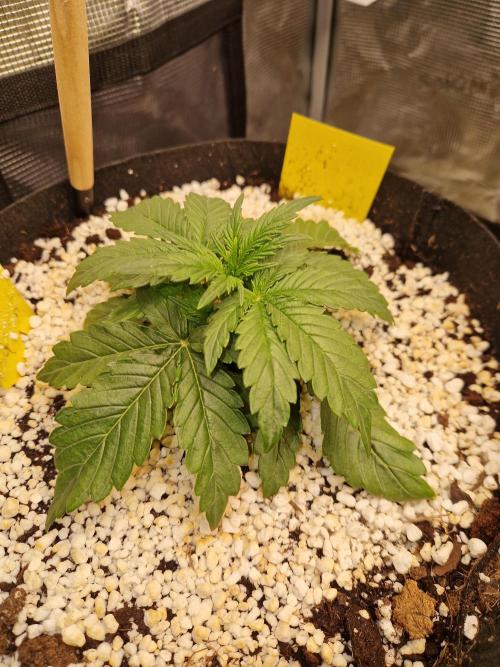 Moonstone. Week 2 - 29.04.26 | BB#1 | Day 19