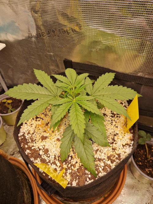 Moonstone. Week 2 - BB#2