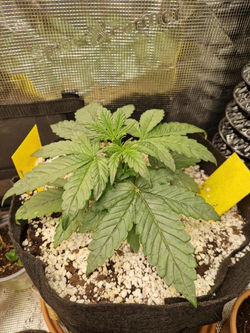 Moonstone. Week 2 - BB#3