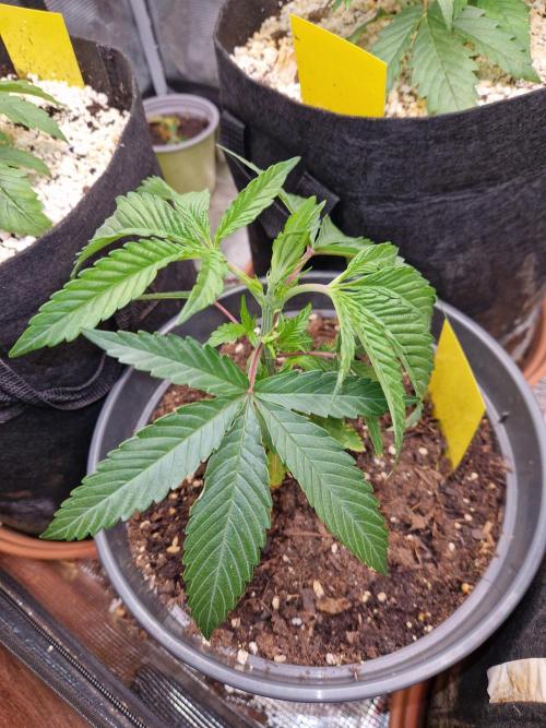 Parentless and (not) sick (anymore). Week 9 - 29.04.26 | Day 10