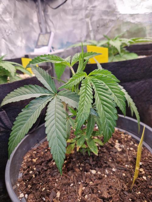 Parentless and (not) sick (anymore). Week 9 - 29.04.26 | Day 10