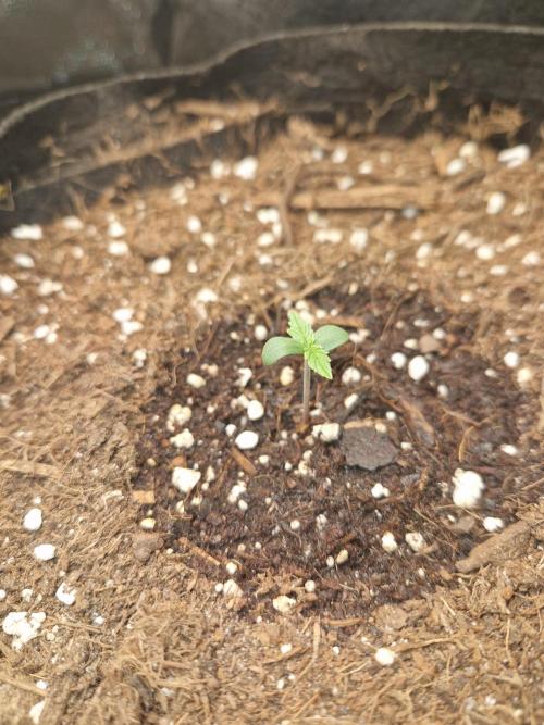 Citrus Venom (Zamnesia Tribe Exclusive). Week 1 - 30.04.26 | Day 4