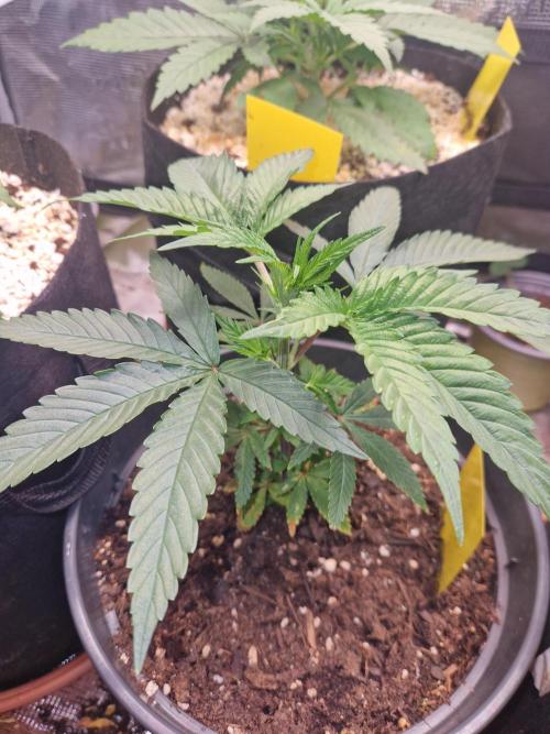 Parentless and (not) sick (anymore). Week 9 - 30.04.26 | Day 11
