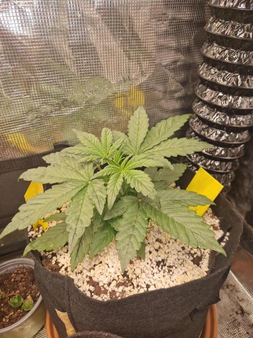 Moonstone. Week 3 - BB#3