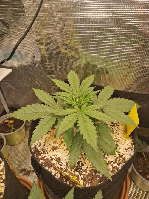 Moonstone. Week 3 - BB#2