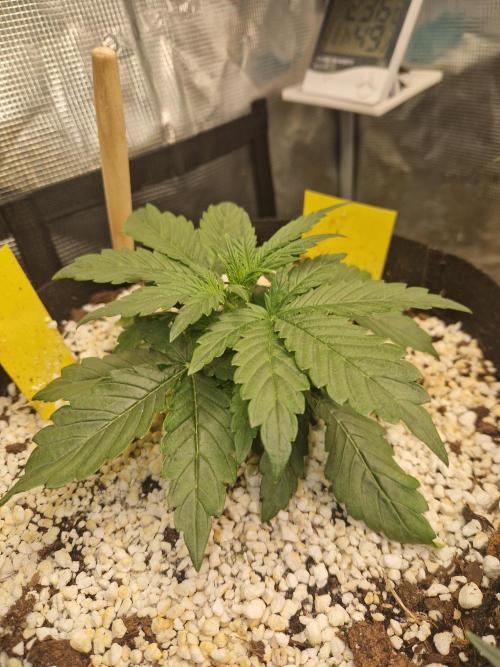 Moonstone. Week 3 - 30.04.26 | Day 20 | BB#1