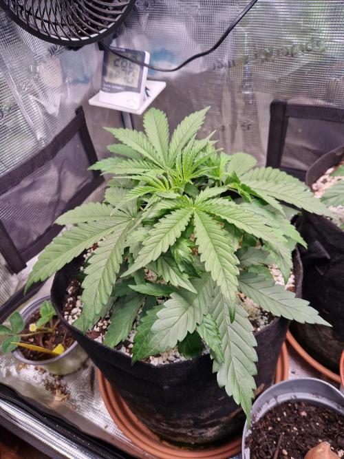 Moonstone. Week 3 - BB#2