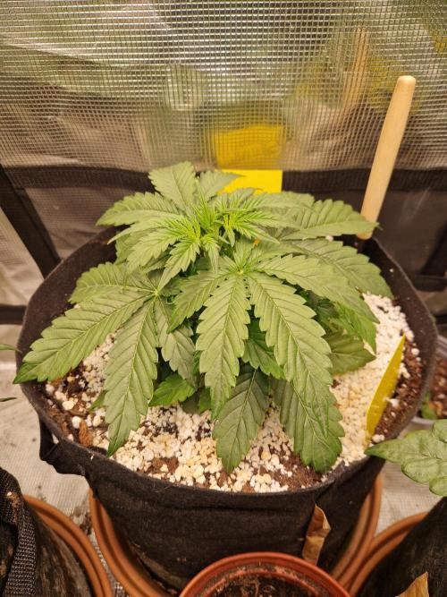 Moonstone. Week 3 - 03.05.26 | Day 23 | BB#1