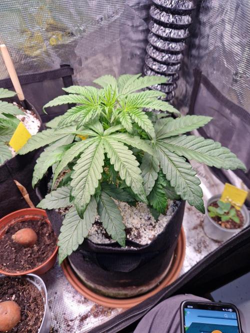 Moonstone. Week 3 - BB#3