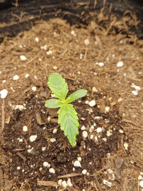Citrus Venom (Zamnesia Tribe Exclusive). Week 1 - 03.05.26 | Day 7