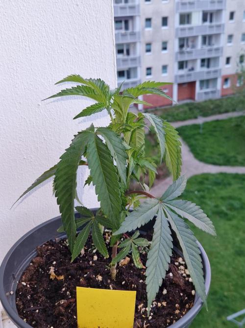 Parentless and (not) sick (anymore). Week 9 - 03.05.26 | Day 15