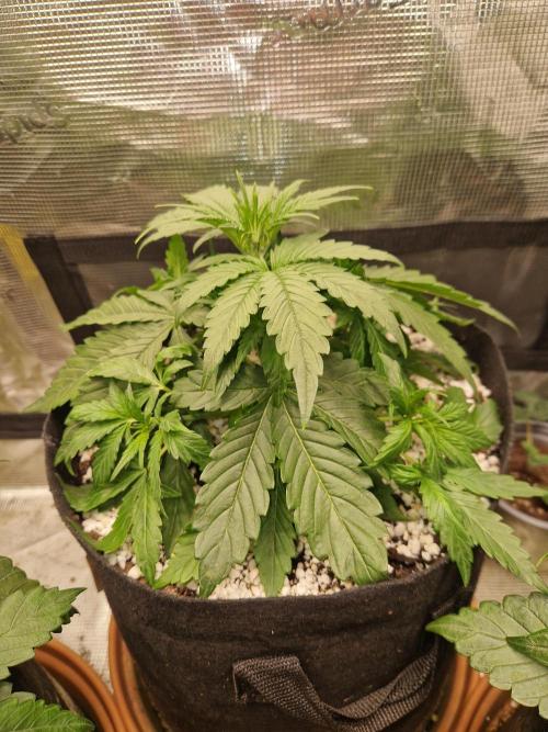 Moonstone. Week 3 - 04.05.26 | Day 24 | BB#1